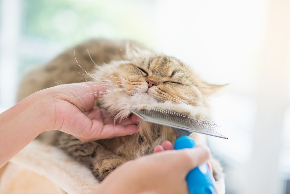 Veterinary Grooming in Oakland, TN | Animal Care Hospital