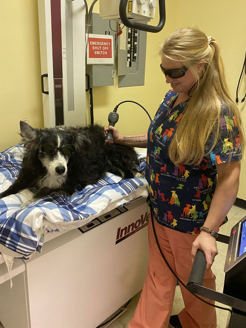 Laser Therapy in Oakland, TN Animal Care Hospital